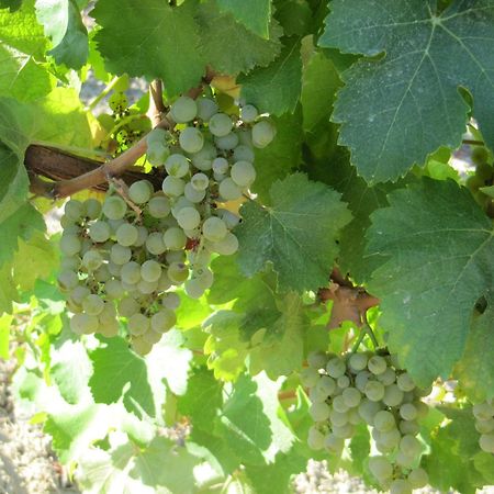 Podere Riosto Cantina&Agriturismo Pianoro Eksteriør billede