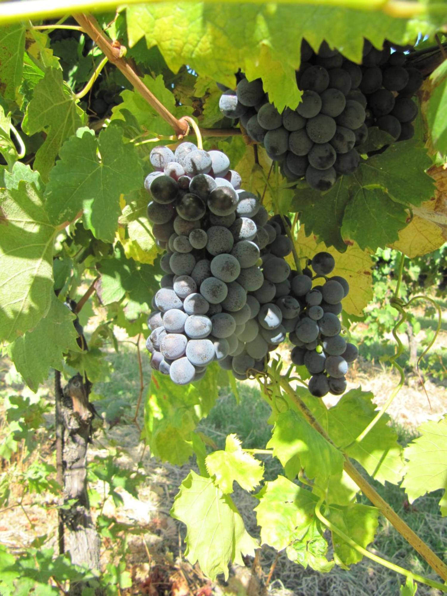 Podere Riosto Cantina&Agriturismo Pianoro Eksteriør billede