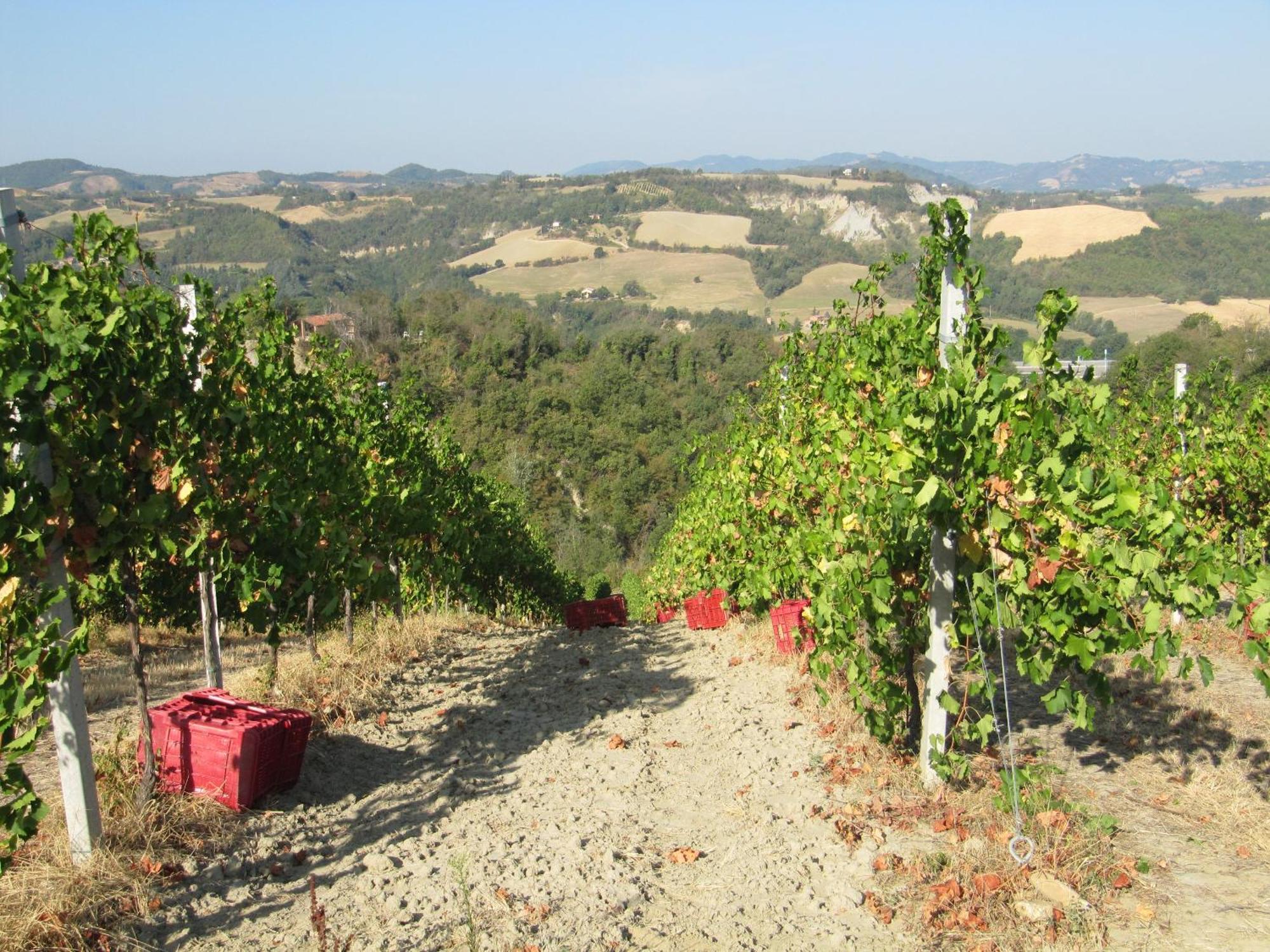 Podere Riosto Cantina&Agriturismo Pianoro Eksteriør billede