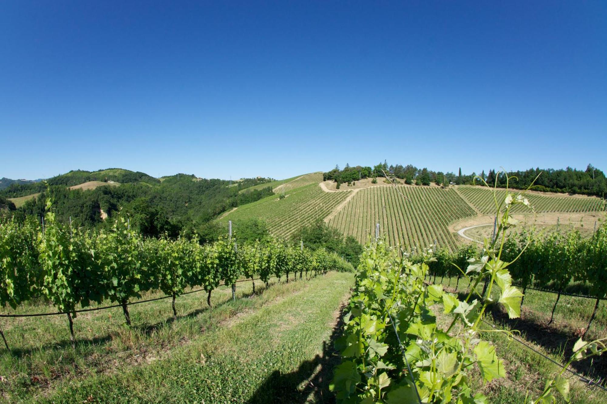 Podere Riosto Cantina&Agriturismo Pianoro Eksteriør billede