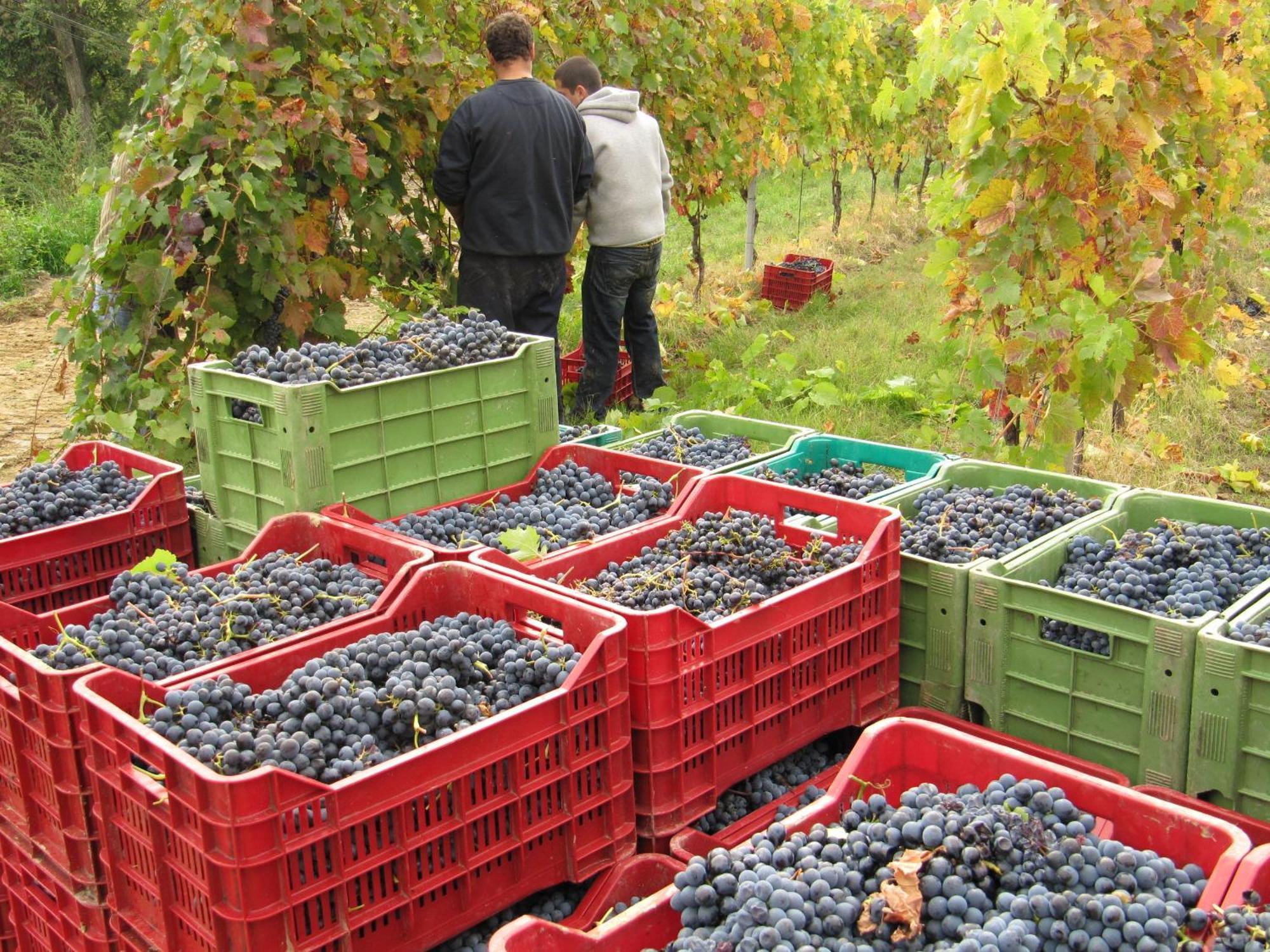 Podere Riosto Cantina&Agriturismo Pianoro Eksteriør billede